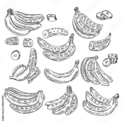 Banana isolated outline set icon. Vector illustration tropical fruit on white background.Outline vector set icon banana .