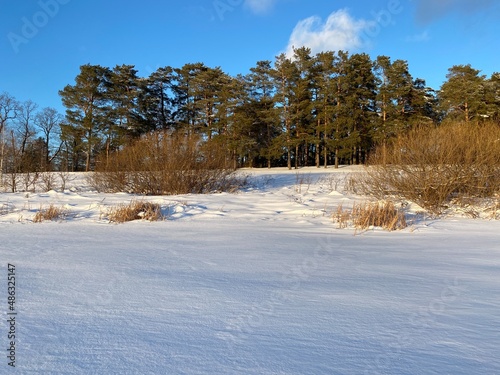 Winter landscape. Snow field. Edge of the forest.