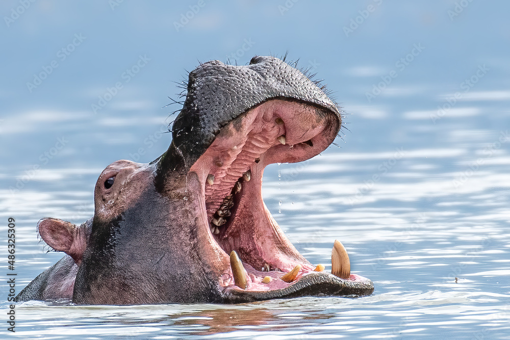 Angry hippo(Hippopotamus amphibius), hippo with a wide open mouth displaying dominance, Lake Mburo, Uganda, Africa - obrazy, fototapety, plakaty 