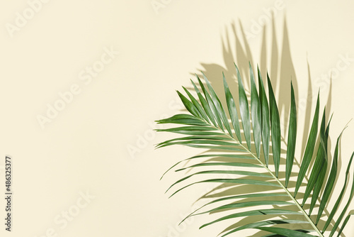 Natural green palm leaf with sun shade on light yellow. Summer minimal concept, beautiful daylight