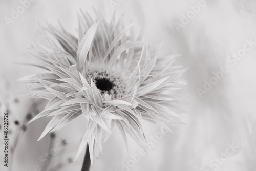 Gerbera-Blüte photo