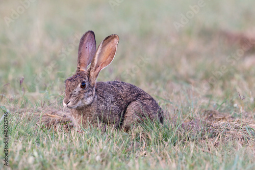 Scrub Hare, Kruger National Park