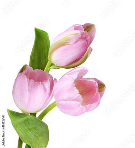 Pink tulip flowers in a floral arrangement isolated on white