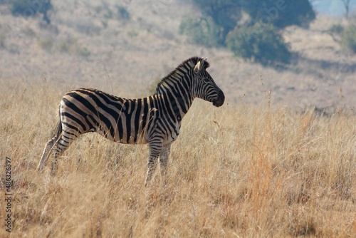 Africa do Sul - Safari - Zebra