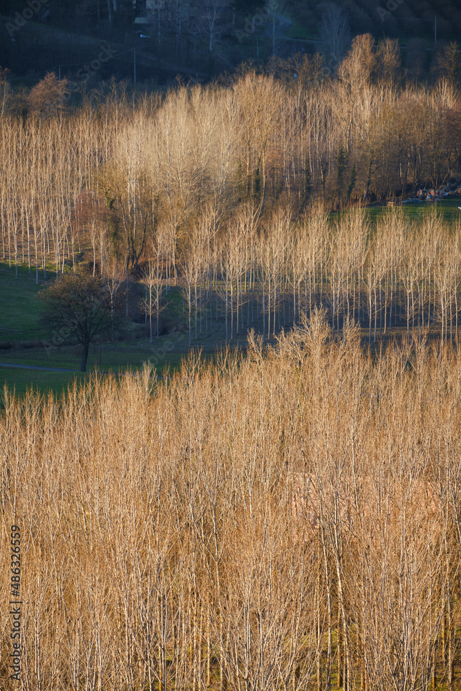 Foto scattata dal belvedere di Trisobbio (AL) a un faggeto.