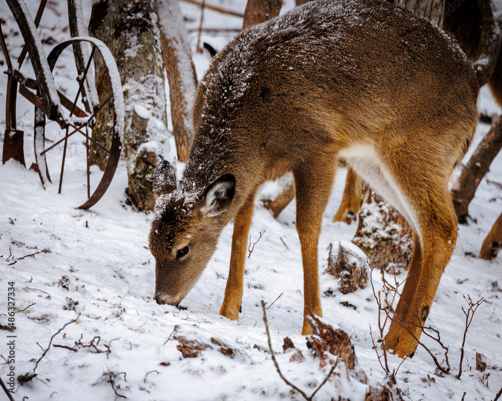 deer in frosted woods