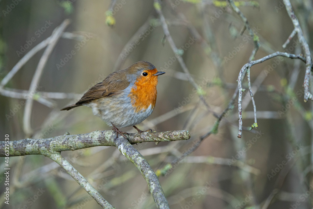 European Robin, or Robin Red Breast (Erithacus rubecula) stood on a bare branch. Bird is looking right European Robin, or Robin Red Breast (Erithacus rubecula) stood on a bare branch. Bird is looking right