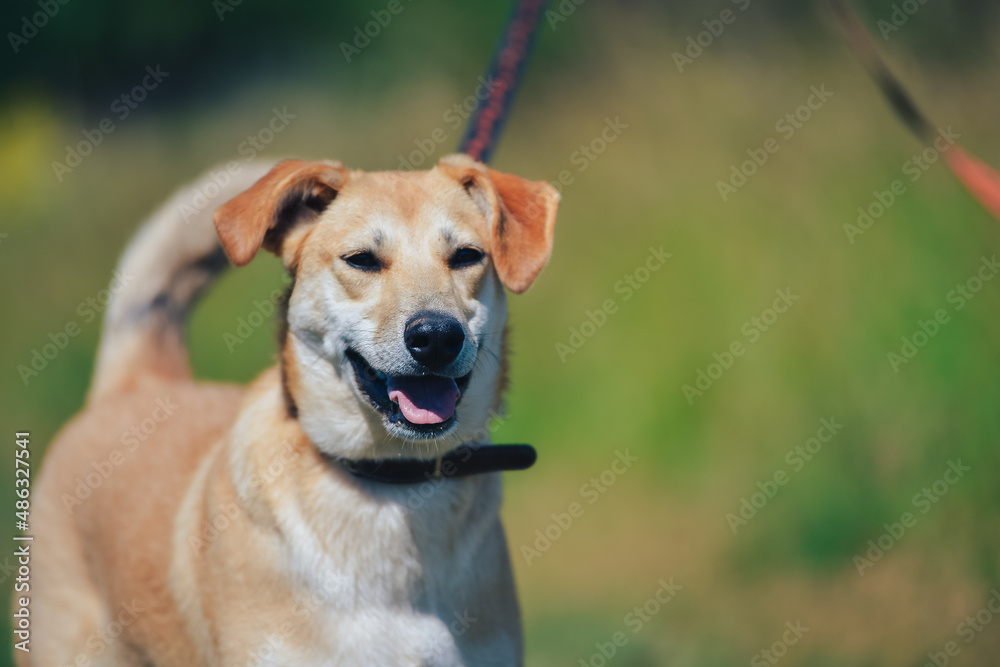 happy dog on a walk in summer