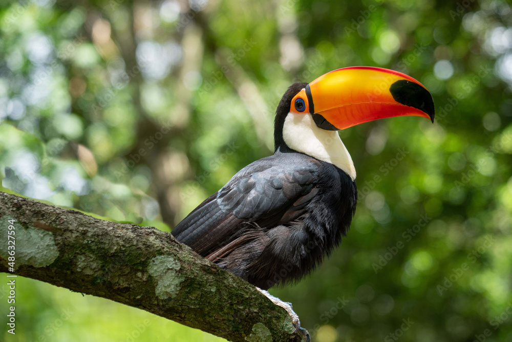 Obraz premium Brazil, a beautiful Toco Toucan in the National Parc of Iguaçu (Iguazu) 