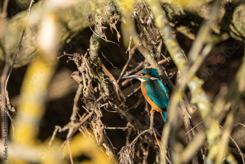 Common Kingfisher (Alcedo atthis) in amongst branches, but sun lit., typical view