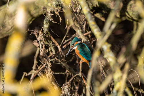 Common Kingfisher (Alcedo atthis) in amongst branches, but sun lit., head looking down, typical view