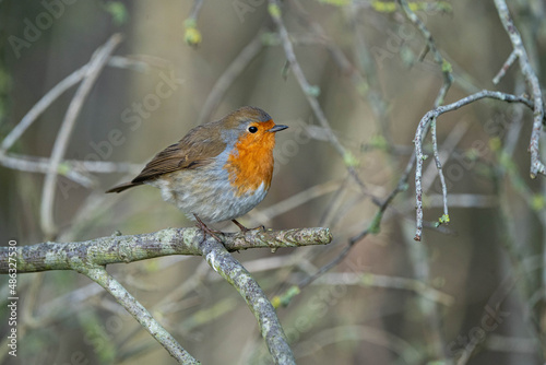 European Robin, or Robin Red Breast (Erithacus rubecula) stood on a bare branch. Bird is looking right