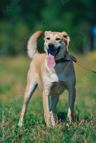 happy dog on a walk in summer