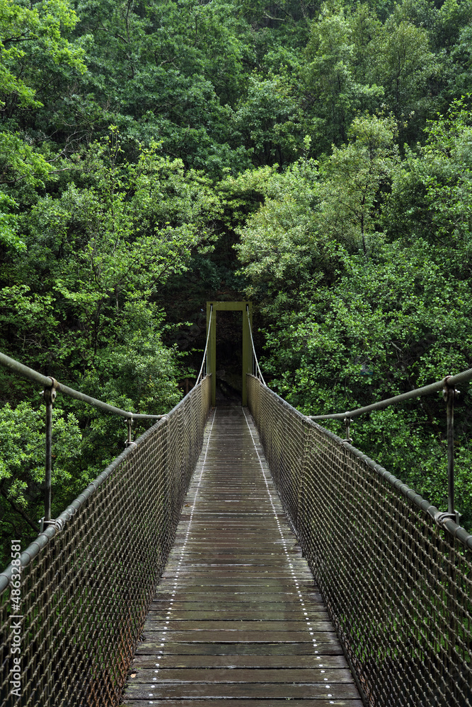 Suspension bridge in the forest