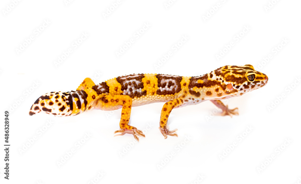 Naklejka premium Lizard Eublepharis on a white background. Gecko reptile yellow-spotted. Exotic tropical animal in a pet store. smiling animal