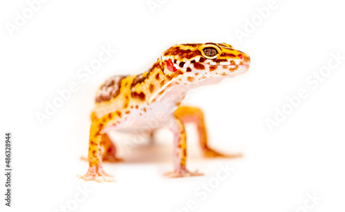 Lizard Eublepharis on a white background. Gecko reptile yellow-spotted. Exotic tropical animal in a pet store. smiling animal