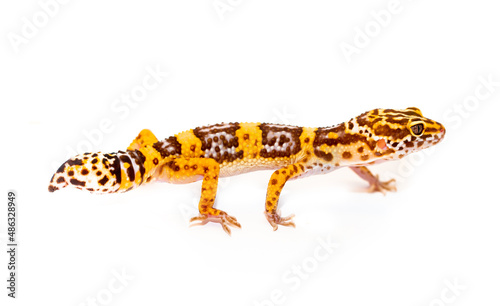 Lizard Eublepharis on a white background. Gecko reptile yellow-spotted. Exotic tropical animal in a pet store. smiling animal