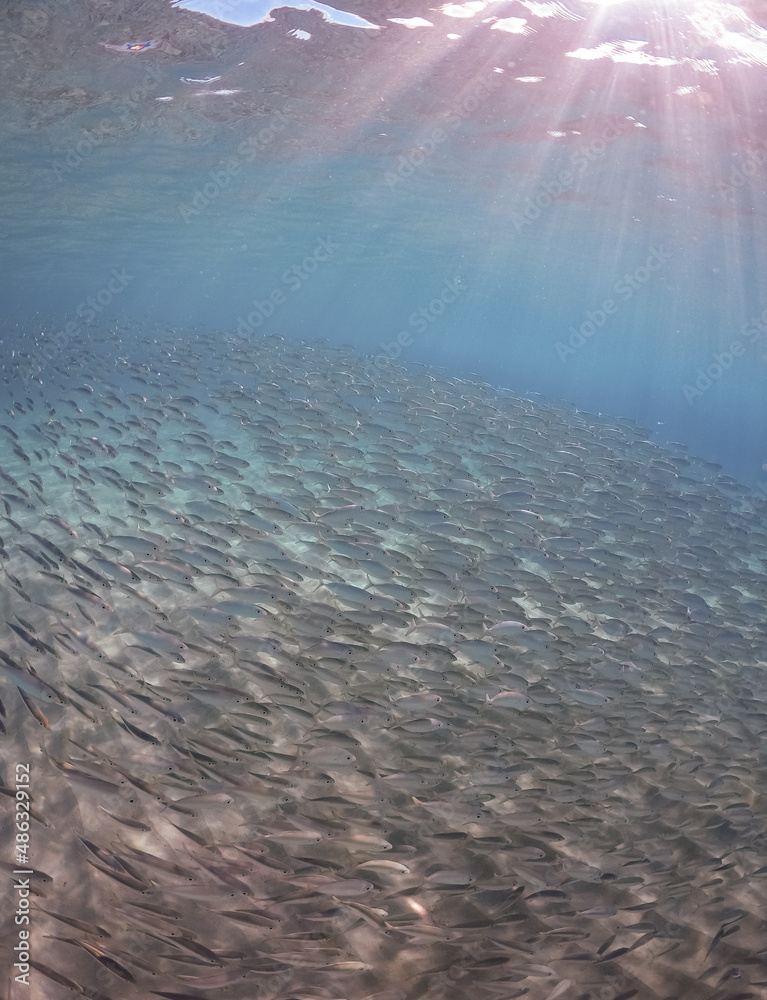  Underwater Views around the Caribbean island of Curacao