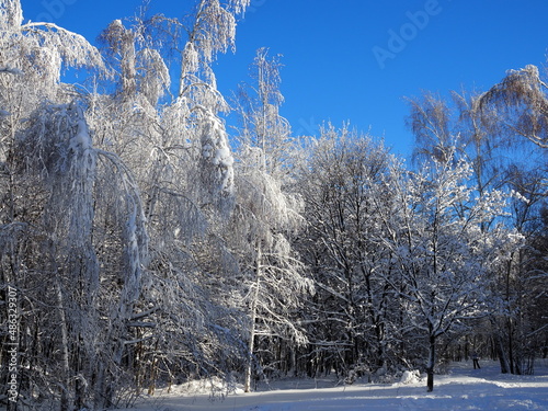 Birch trees in hoarfrost against the blue sky. Close-up. Blue sky and snowy trees