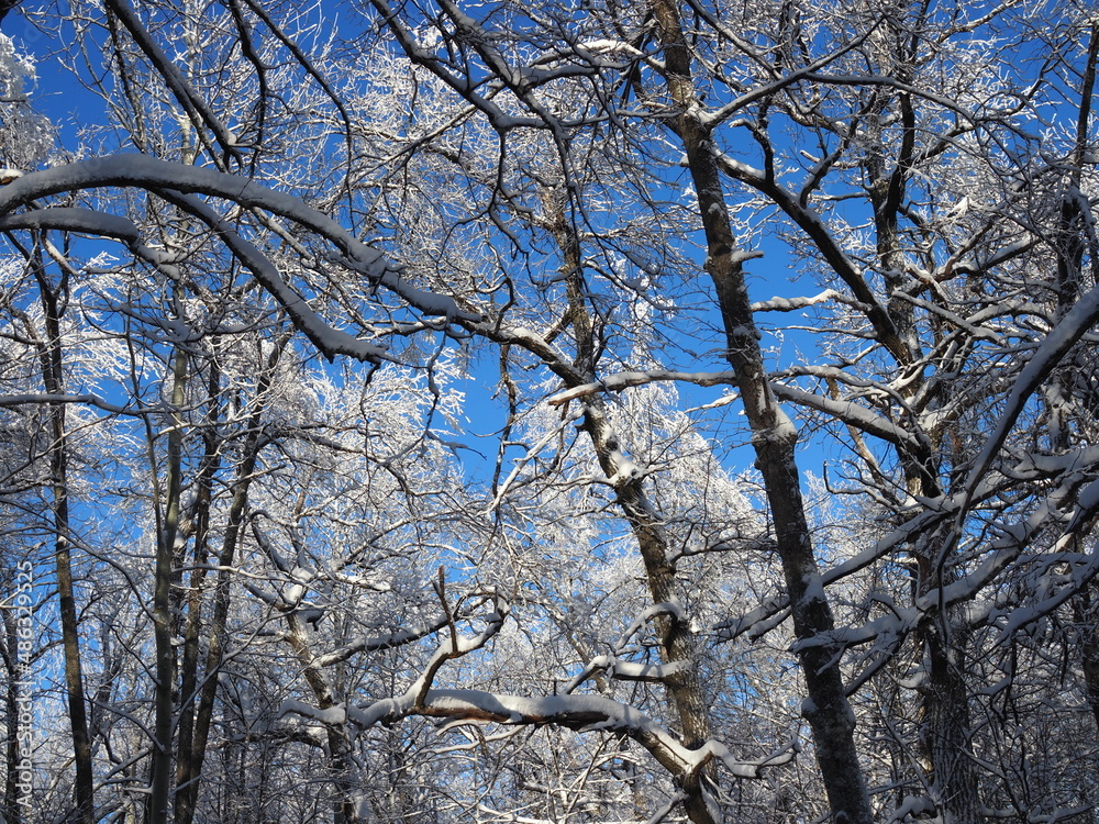 Frosty trees on the snowy winter field in a cold sunny day. Frosty trees on the snowy winter field in a cold sunny day.