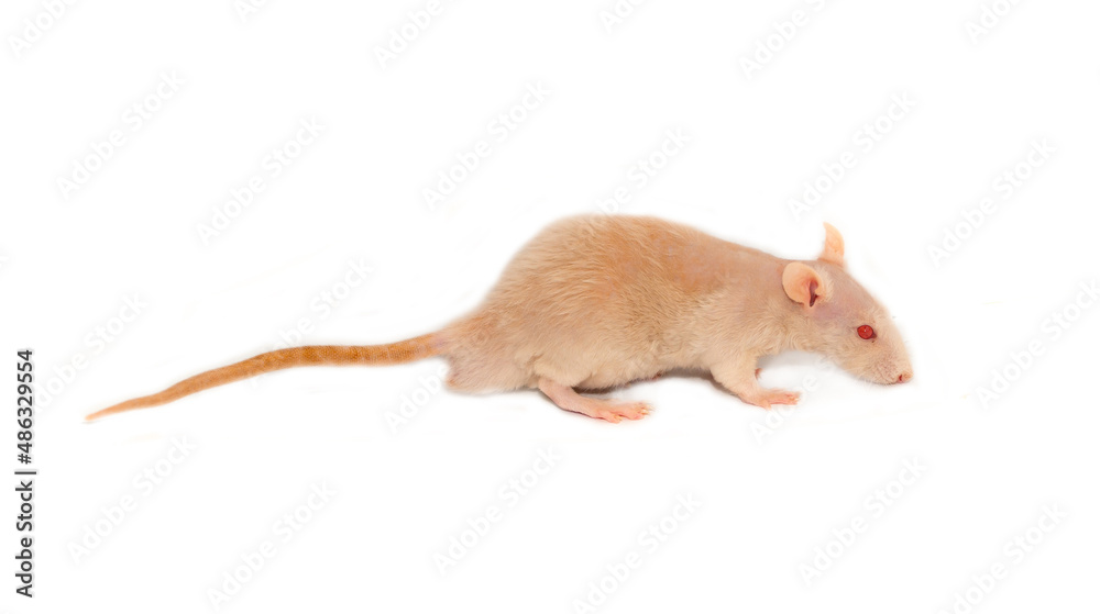 The bald rat is white with red eyes. Experimental mouse on a white background. The bald rat is white with red eyes. Experimental mouse on a white background.
