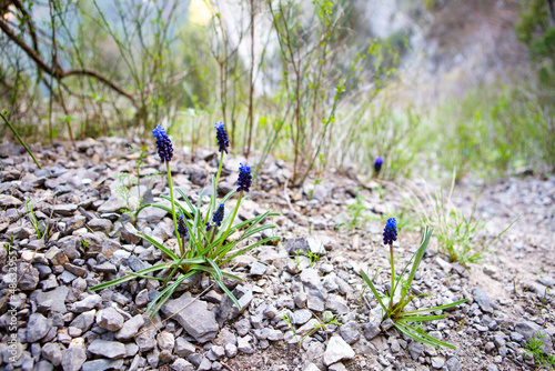 Small blue flowers grow on the mountain in spring