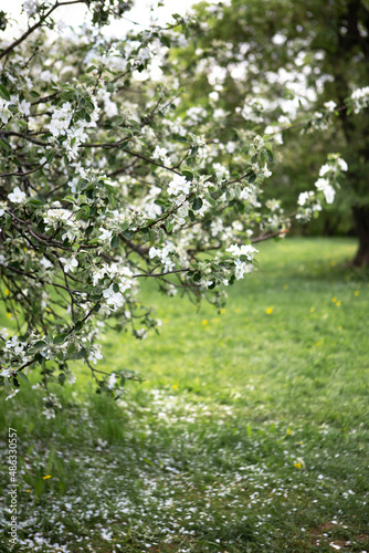 Flowering branches of an apple tree with petals on the green grass