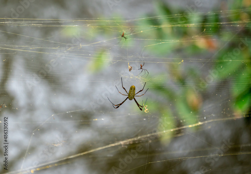 Argentina, near the water falls of Iguazu, a spider Tejedora Dorada (Trichonephila clavipes) photo