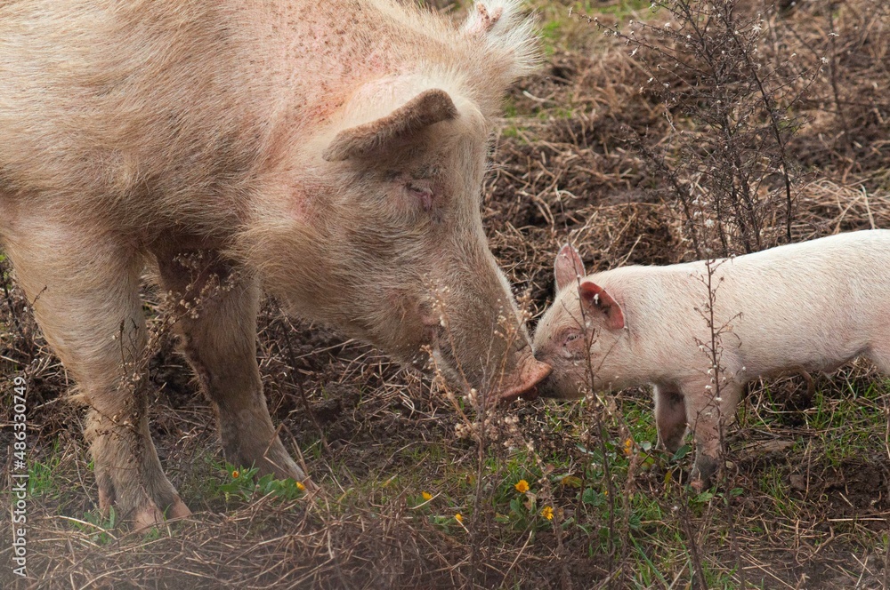 Tenerezza tra un maialino e mamma scrofa Tenerezza tra un maialino e mamma scrofa