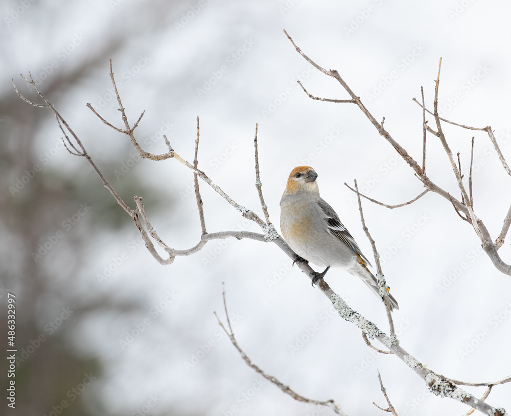 A female Pine Grosbeak ((Pinicola enucleator)) on a bare branch in winter in Algonquin Park