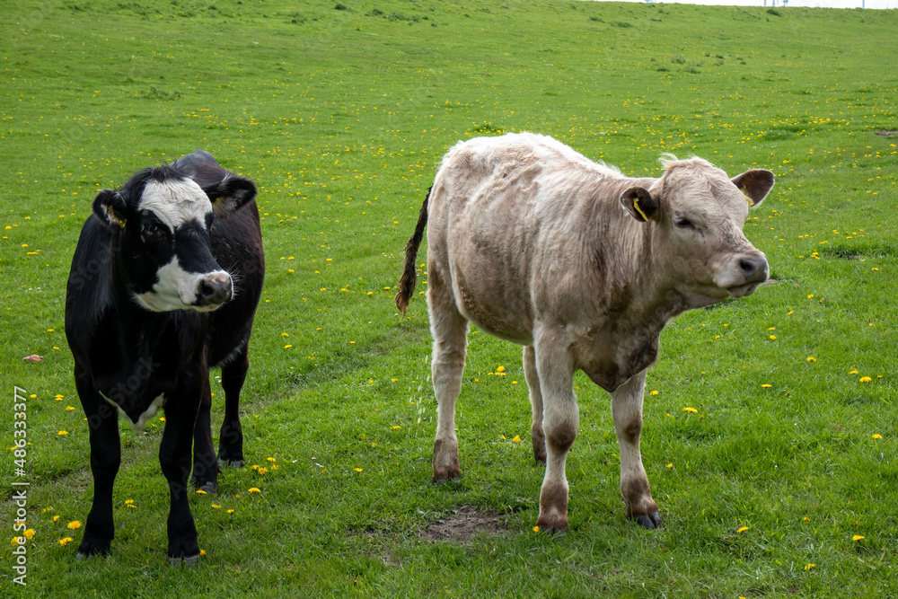Young cows on the dyke meadows at the North Sea near Büsum, Schleswig Holstein, Germany,a