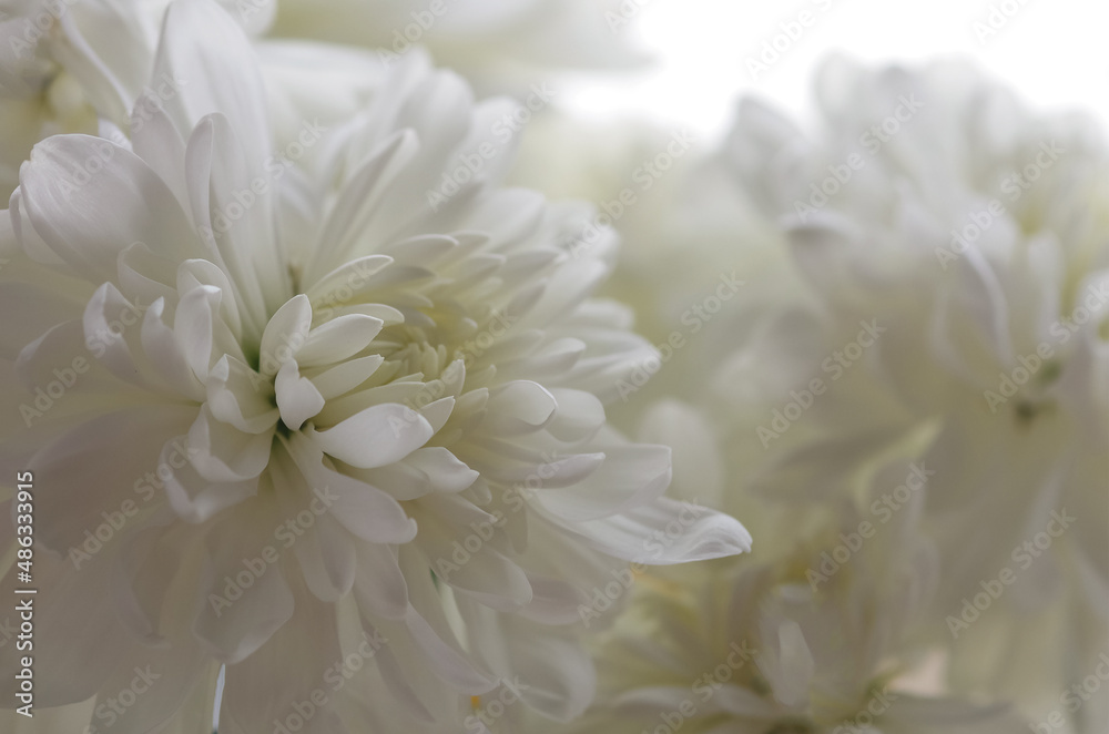 White chrysanthemum flower close-up.Texture of white chrysanthemum petals. White chrysanthemum flower close-up.Texture of white chrysanthemum petals.