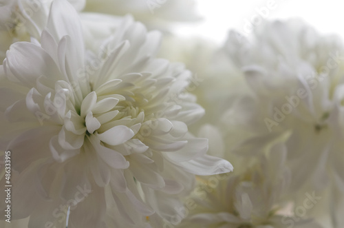 White chrysanthemum flower close-up.Texture of white chrysanthemum petals.