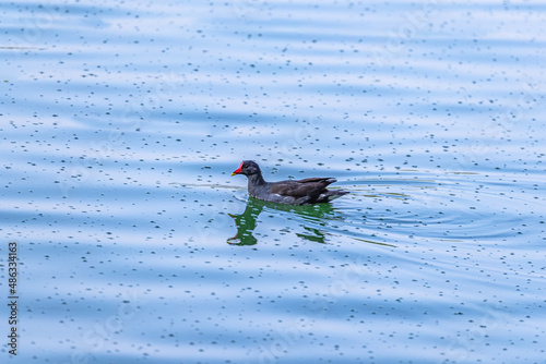 Foto A Eurasian Moorhen in a lake
