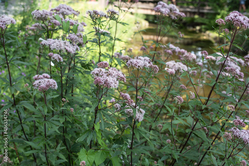 Obraz na płótnie hemp agrimony at the shore of a stream w salonie