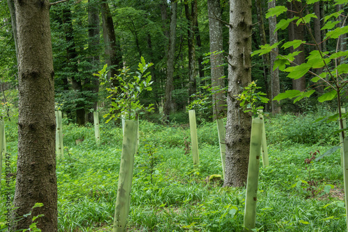 Obraz na płótnie young oak trees protected with plastic tubes w salonie