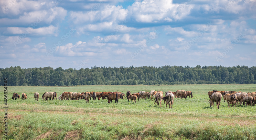 A herd of horses grazes on a field on a sunny day. A herd of horses grazes on a field on a sunny day.
