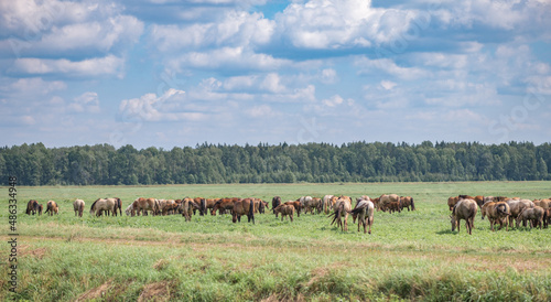 A herd of horses grazes on a field on a sunny day.