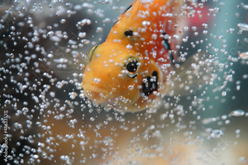 Parrotfish flowerhorn with bubbles 