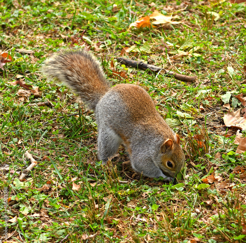 Eastern gray squirrel hides nut in Central Park in Indian summer, New York City photo