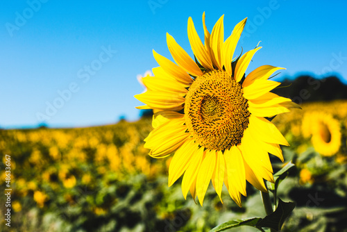 Sunflower in the flowery field