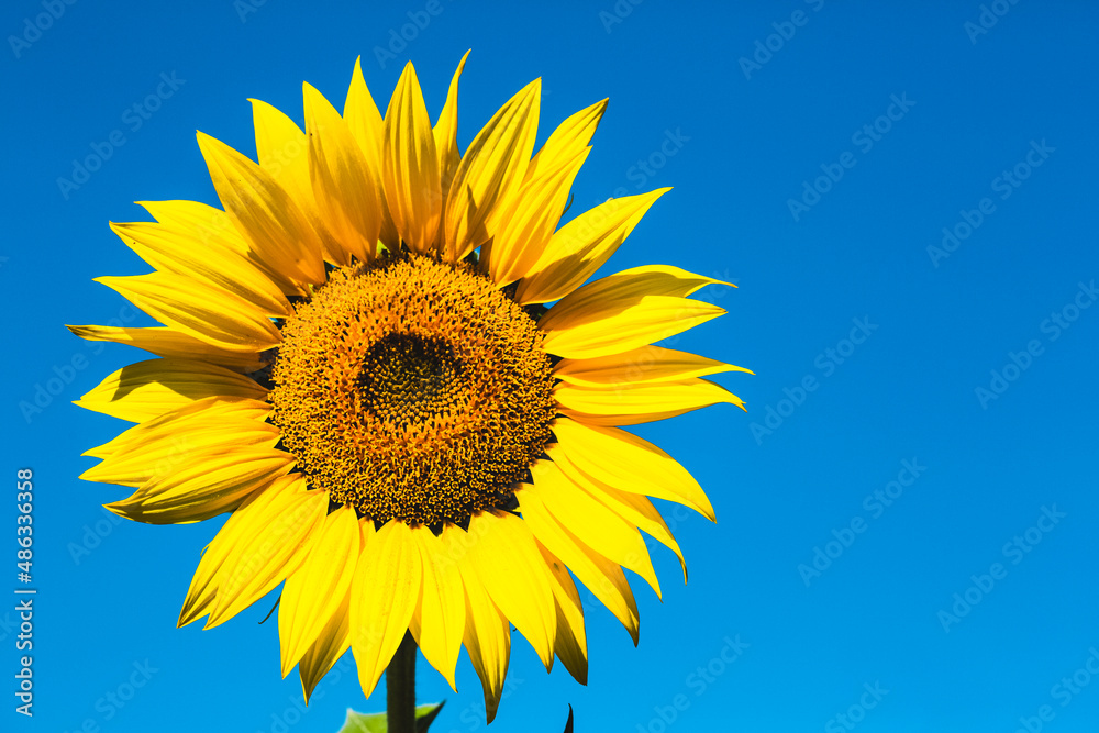 Sun flower full frame and on blu sky Sun flower full frame and on blu sky