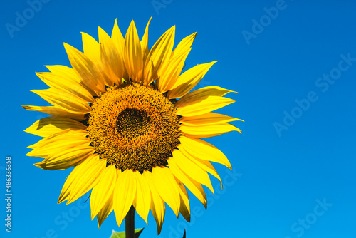 Sun flower full frame and on blu sky
