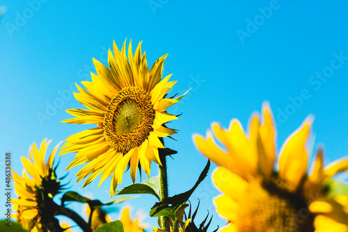 Sun flower and blu sky 