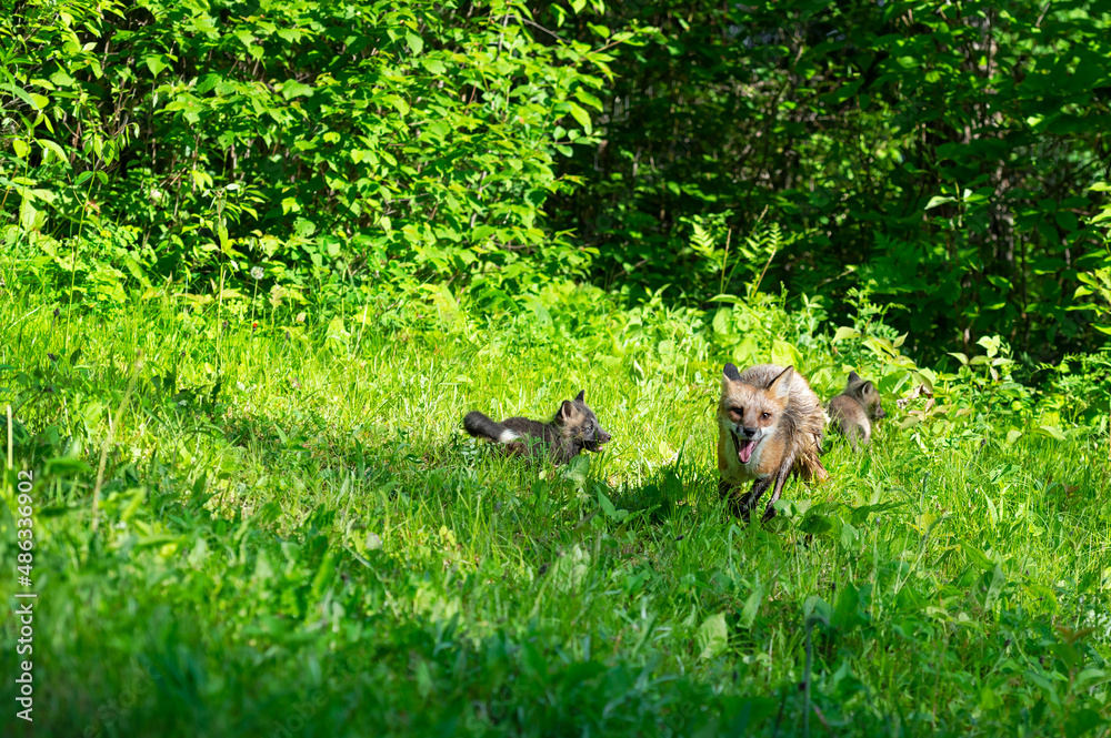 Red Fox (Vulpes vulpes) Adult and Kits Run Through Grass Summer