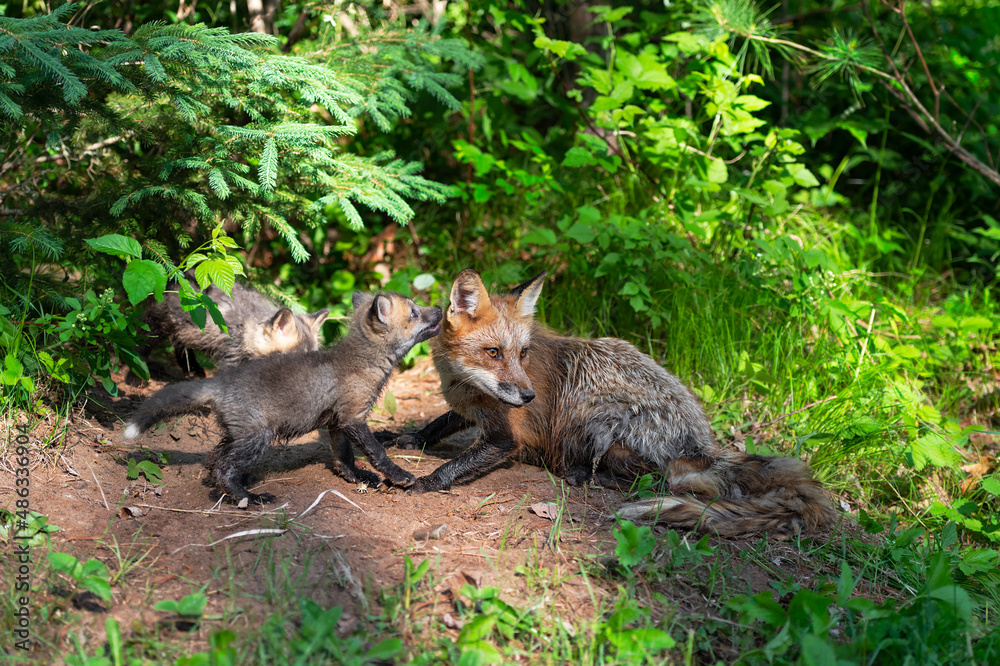Obraz premium Red Fox (Vulpes vulpes) Kit Appears to Whisper in Adults Ear Summer