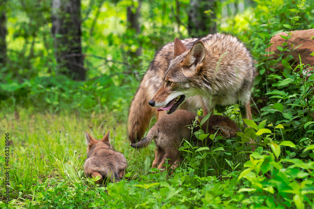 Fototapeta premium Adult Coyote (Canis latrans) Turns Pups Underneath Summer