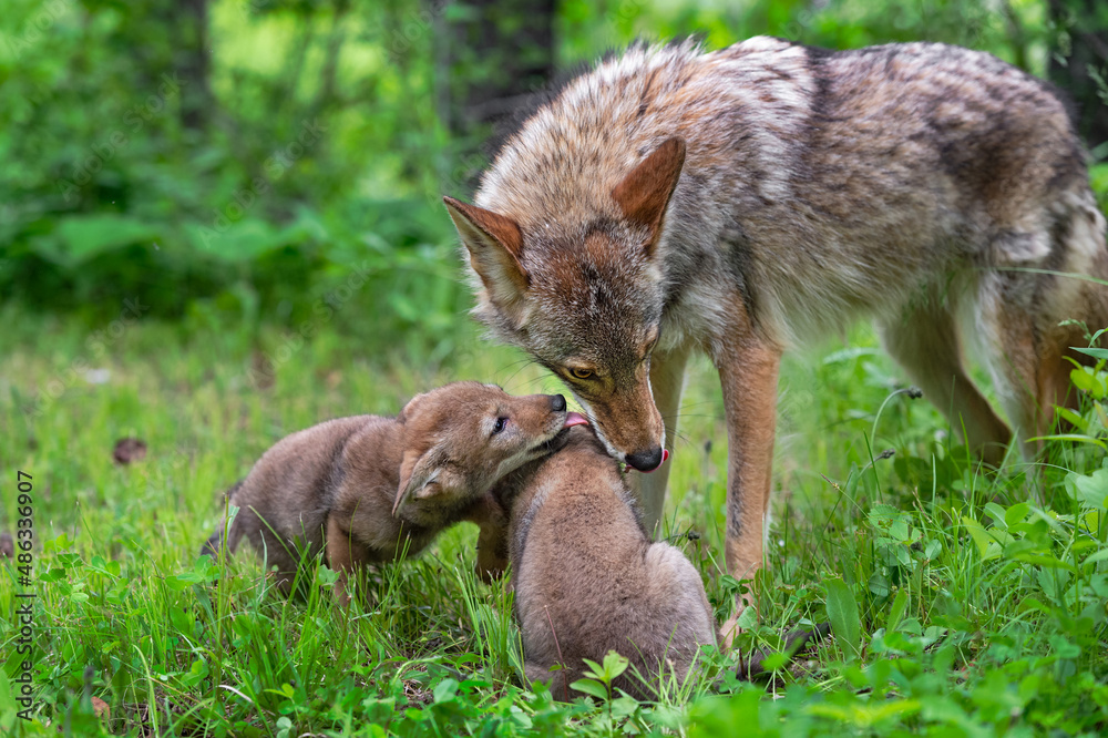 Adult Coyote (Canis latrans) and Pups Exchange Licks Summer
