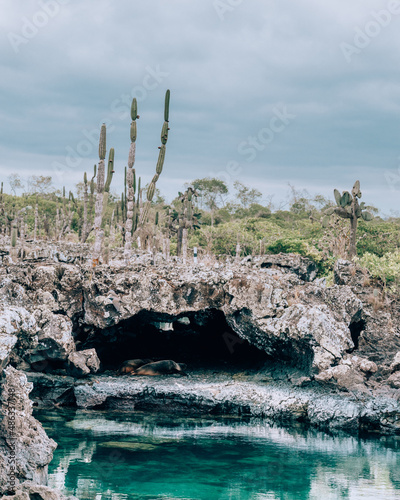 Sea lions resting in a rocky cave at Los Tuneles, Isla Isabela, Galapagos, Ecuador.