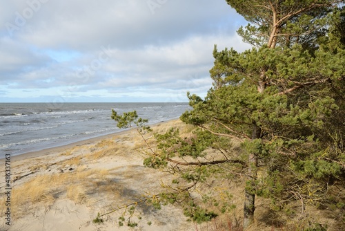 Fototapeta Naklejka Na Ścianę i Meble -  Baltic sea after the storm. Sand dunes, golden dune grass, majestic evergreen pine forest. Picturesque scenery, seascape, nature. Panoramic view. Ecology, eco tourism, hiking concepts